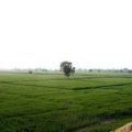 5600 SQ.YARD RESIDENTIAL LAND FOR SALE IN PATPARGUNJ